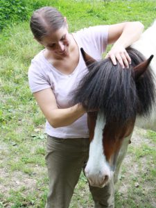 Cranio Sacral beim Pferd