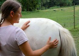 Osteopathie beim Pferd