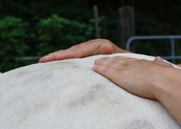 Osteopathie beim Pferd